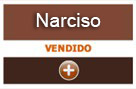 narciso