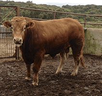 espartaco