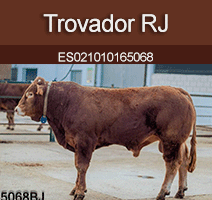 trovador