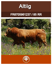 altiig