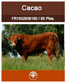 cacao