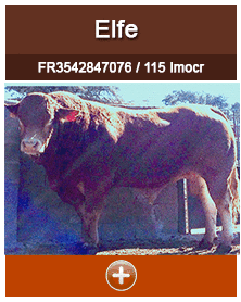 elfe