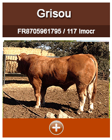 grisou