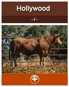 hollywood
