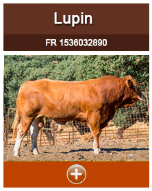 lupin