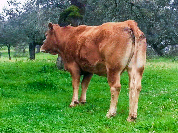 dalia2