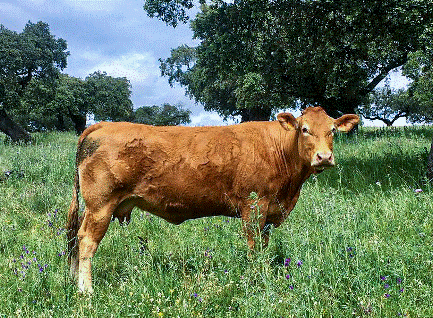 Atrevida