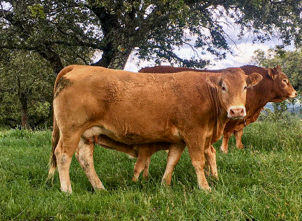 Atrevida